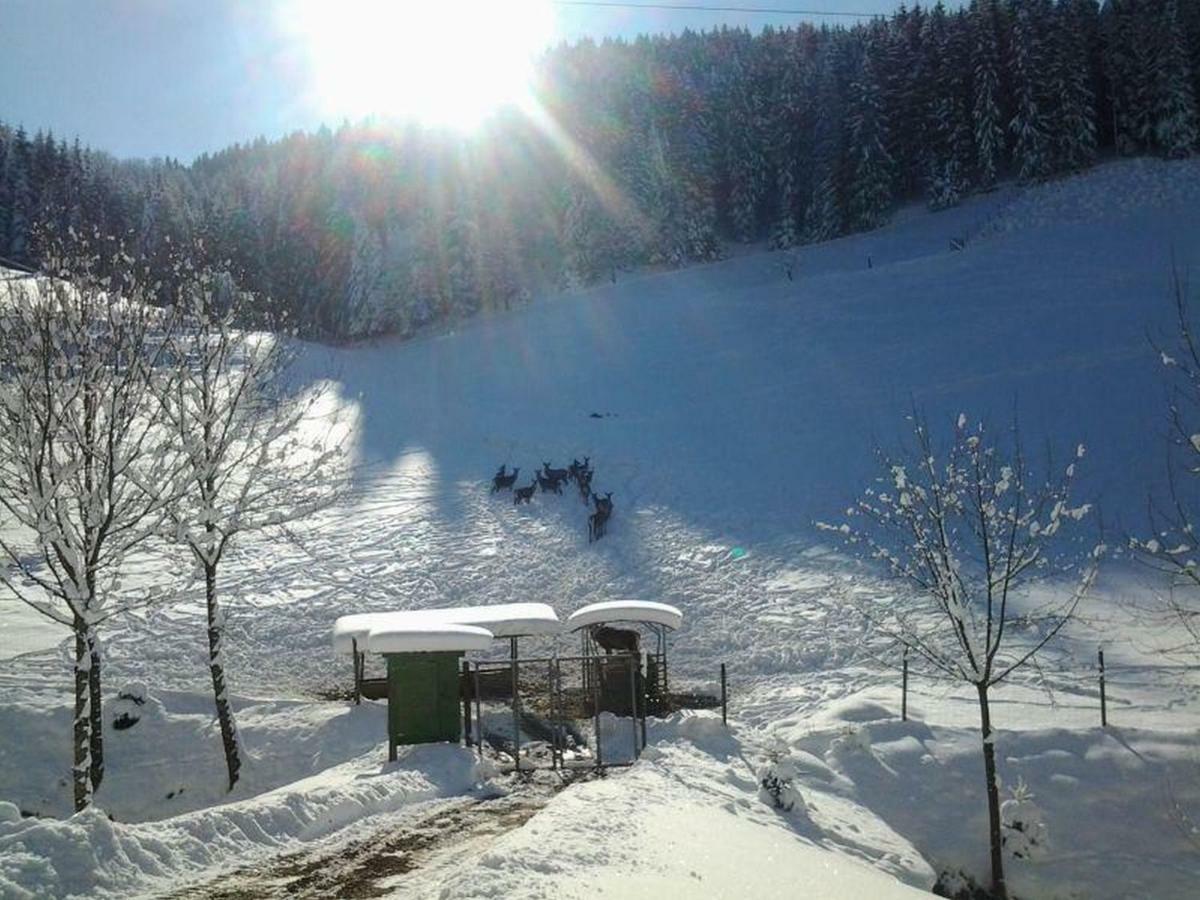 Pension Waldfrieden Oberharmersbach Buitenkant foto